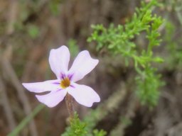 Jamesbrittenia tenuifolia flower
